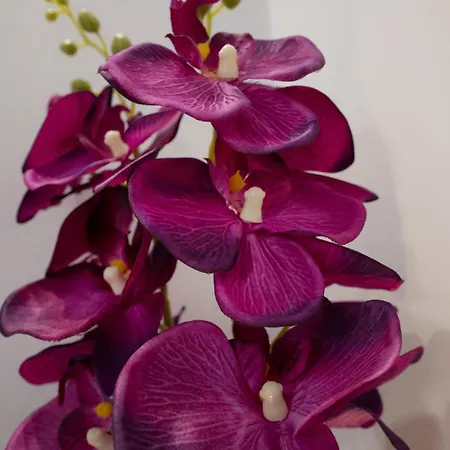 Hotel apartamentowy Circle Center 4*